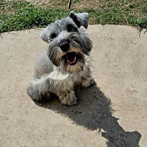 Meet your Posher, Csm